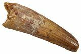 Fossil Spinosaurus Tooth - Real Dinosaur Tooth #345419-1
